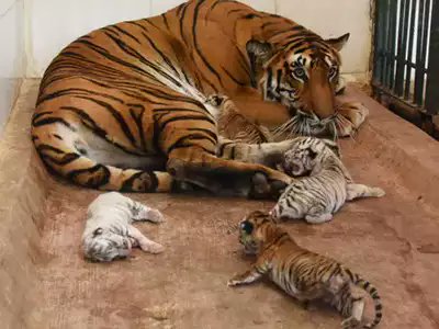 Good news for wildlife lovers. In Dhela Rescue Centre, Corbett Tiger Reserve, a tigress gave birth of three cubs yesterday. The tigress was rescued from the  southern boundary of CTR a few months back. Her leg gets injured in a trap.
Pic courtesy: TOI (symbolic) https://t.co/h2R4sIwUUH