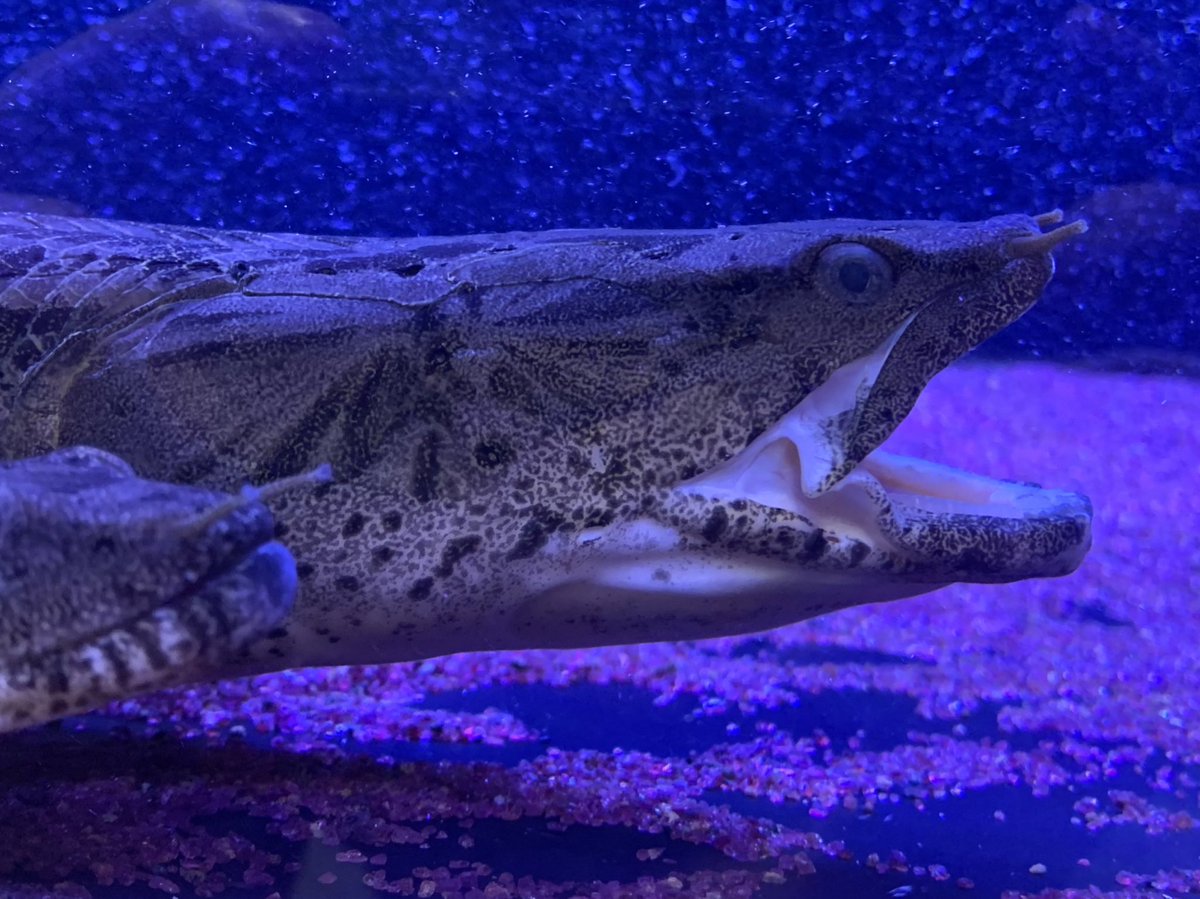 honhooon's tweet image. 蒲田くん（シン・ゴジラ第2形態）
#ポリプテルス #Polypterus