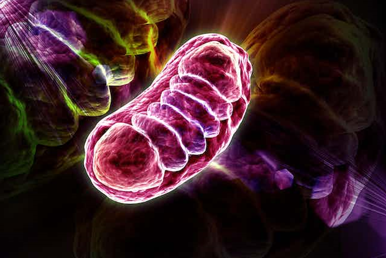HealthOverhaul's tweet photo. Optimize your mitochondria 101

➖Magnesium
➖No seed oils
➖Limit alcohol
➖Low carb diet
➖Methylene blue
➖Daily Grounding
➖Red light therapy
➖Eat seasonal foods
➖Cold thermogenesis
➖Eat a nutrient-dense diet
➖Don't negotiate your sleep
➖Get sufficient UV exposure
➖No nnEMFS in the bedroom
➖High-intensity interval training
➖Drink Deuterium depleted water
➖Wear blue light blockers at night
➖Watch sunrise, midday sun and sunset
➖Avoid artificial light as much as possible