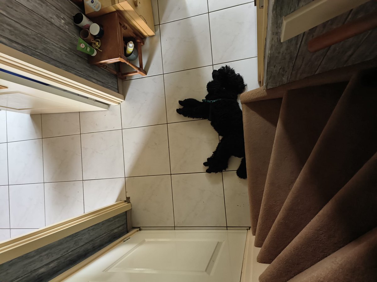 poodle_lyfe's tweet photo. This is my spot now. All humans must pay the toll (belly rubs) to go up or down the stairs 🐩🐩🐩 #dogsoftwitter #pooodle #payme https://t.co/0OnlMhh7g6