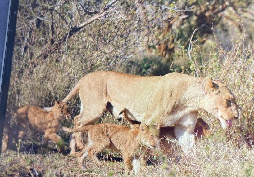 10:00am
11 Lion on the move
