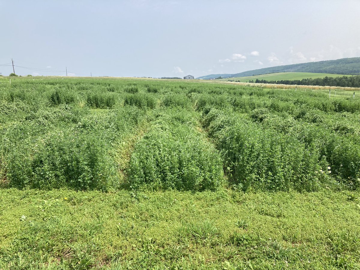 Second cut time for the alfalfa variety trial at the NB site. Plots are separated and ready for harvest. A heavy cut thanks to MN and all her rain.