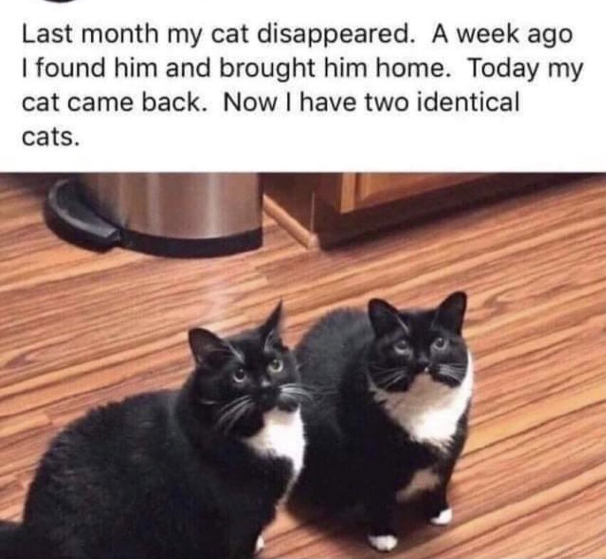 tyomateee2's tweet image. 「逃げた飼い猫だと思って拾ってきたらめちゃくちゃ似てるだけの野良猫だったから同じ猫が家に二匹いる」っていう海外の話、好きすぎる。