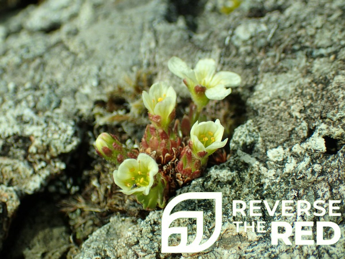 PlantlifeCymru's tweet image. Tufted saxifrage 🌼 

This little mountain treasure is down to only seven plants in the wild in Wales. We’re collecting seeds, propagating seedlings, changing grazing patterns and planning reintroductions to support its populations to recover.

#NaturAmByth #ReversetheRed