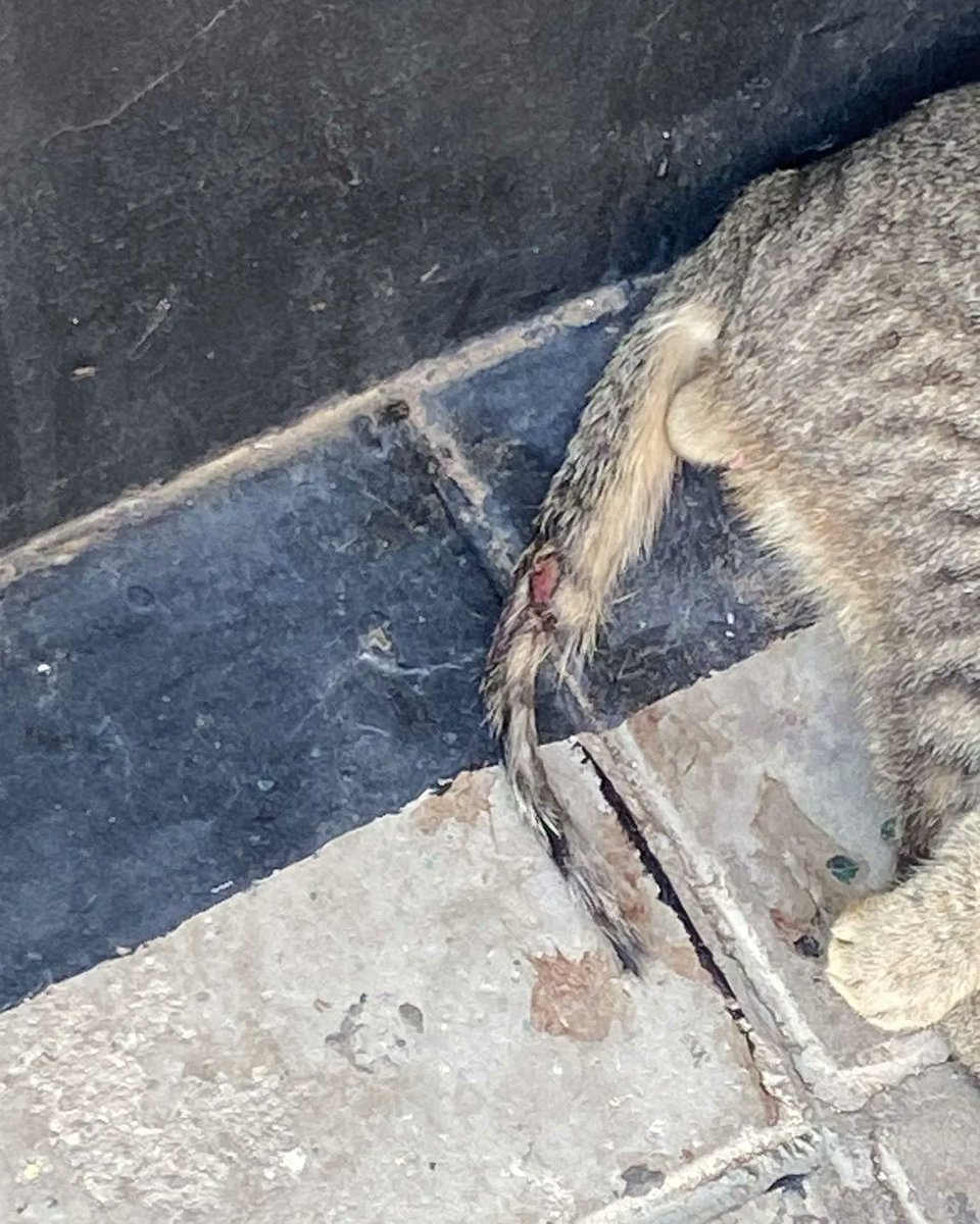 cats2017_'s tweet photo. #قطط_للانقاذ #تبنى_لاتشتري #قطط_الرياض
الرياض .. الريان
قط تعبان وعنده نزيف في ذيله
ويحتاج انقاذ عاجل
موقعه في حي الريان
عند بنده بجوار شارع التل https://t.co/jhLX6A7oqZ