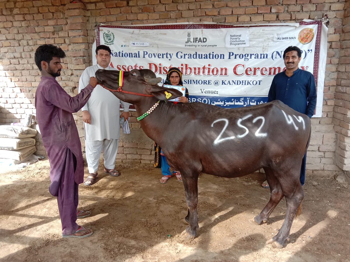 SRSO_Official's tweet photo. 37 productive assets-heifers wr transferred to ultra-poor households of Tal. Tangwani dist. K.@Kandhkot @IFAD funded @npgppk-a flagship program of #MOPASS implmnted by  SRSO. 
#NPGP aims support poor #BISP families in graduating out of poverty on a sustainable basis. https://t.co/fA5HRQNxyR