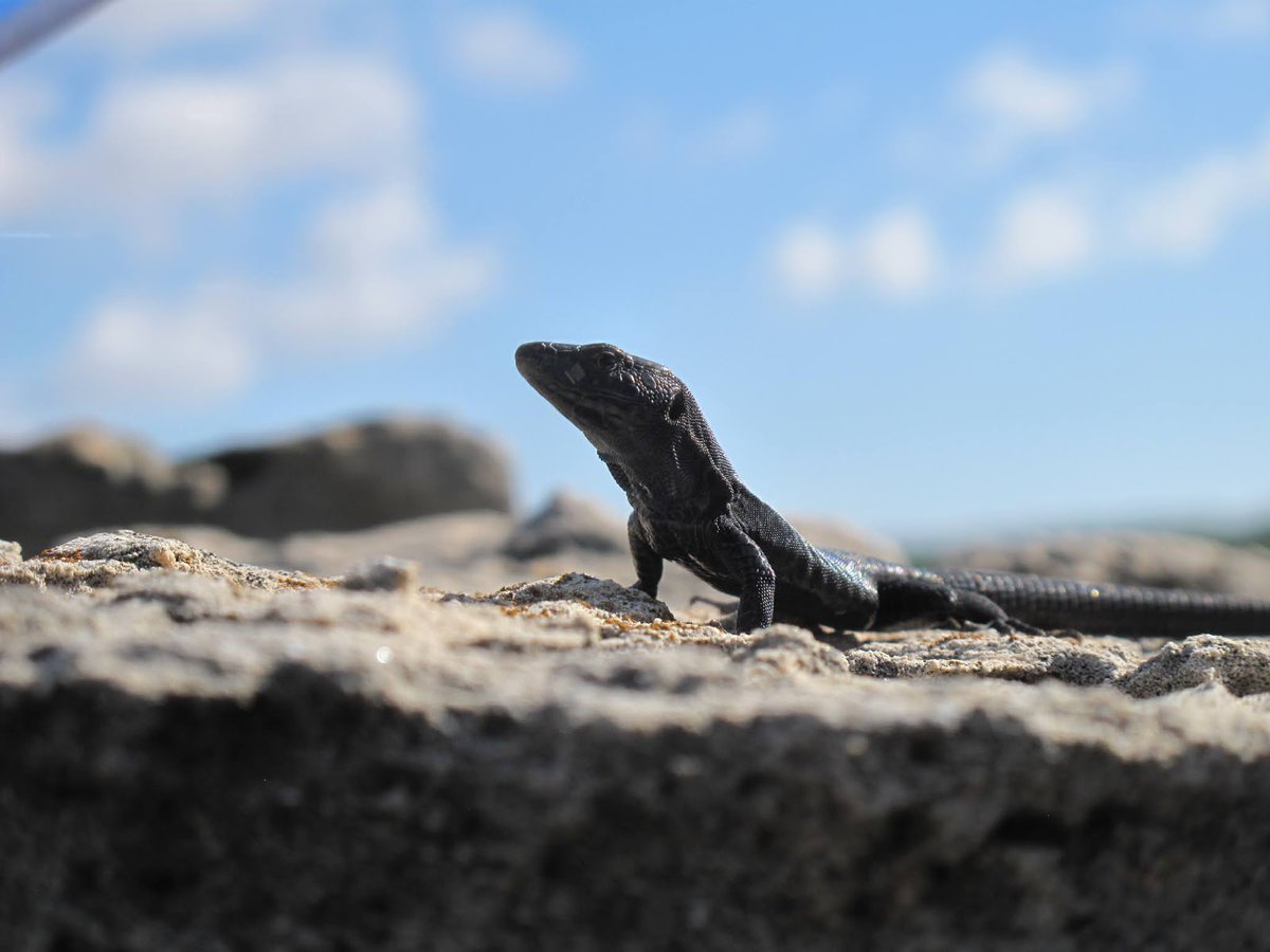 baldolau's tweet photo. Great news for keeping on studying the Balearic lizards under a holobiont perspective. Thanks @AgEInves and collaborators @GEDA_IMEDEA @BiologiaUB
#Podarcislilfordi #microbiota #islandevolution https://t.co/nqlkkpTcyf
