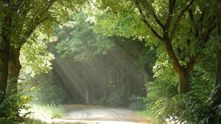 moodyonmoon's tweet image. 木漏れ日 (Komorebi): Sunlight streaming through the trees.