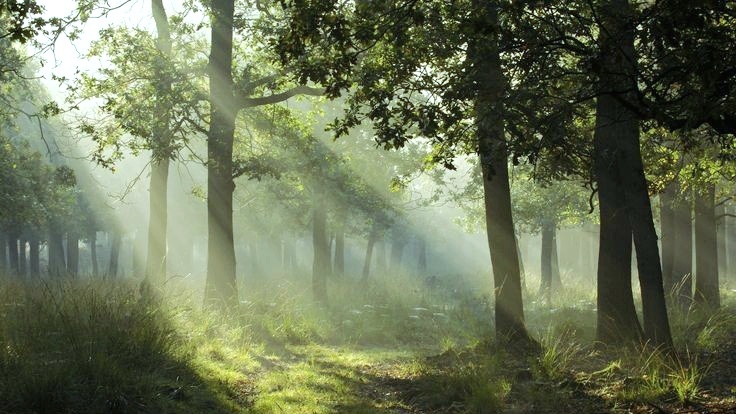 moodyonmoon's tweet image. 木漏れ日 (Komorebi): Sunlight streaming through the trees.