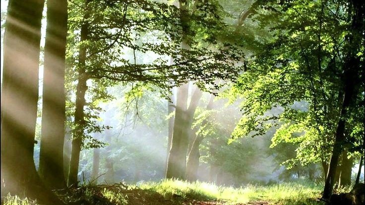 moodyonmoon's tweet image. 木漏れ日 (Komorebi): Sunlight streaming through the trees.