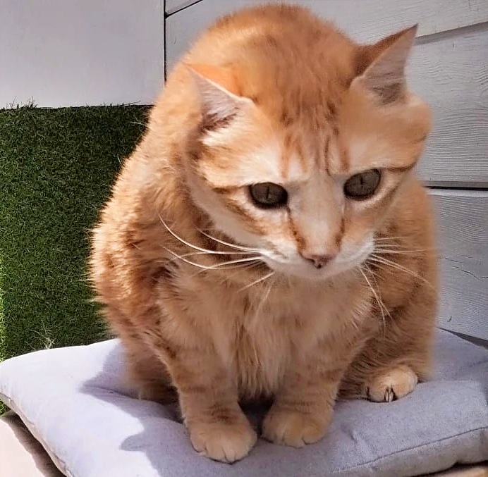 SosAbuelos1's tweet photo. #CÓRDOBA
#CHISPI es una dulce y preciosa gatita de unos 10 añitos que necesita casa.
Cariñosa al máximo. Se lleva bien con todos; perretes, otros gatitos y niños.
Busca una familia comprensiva y con buen corazón, que le de un hogar definitivo donde pueda pasar sus últimos años rodeada de amor y respeto.
Está castrada y tiene sus vacunas al dia.
Cualquier duda; 634 46 49 72 Jose Manuel