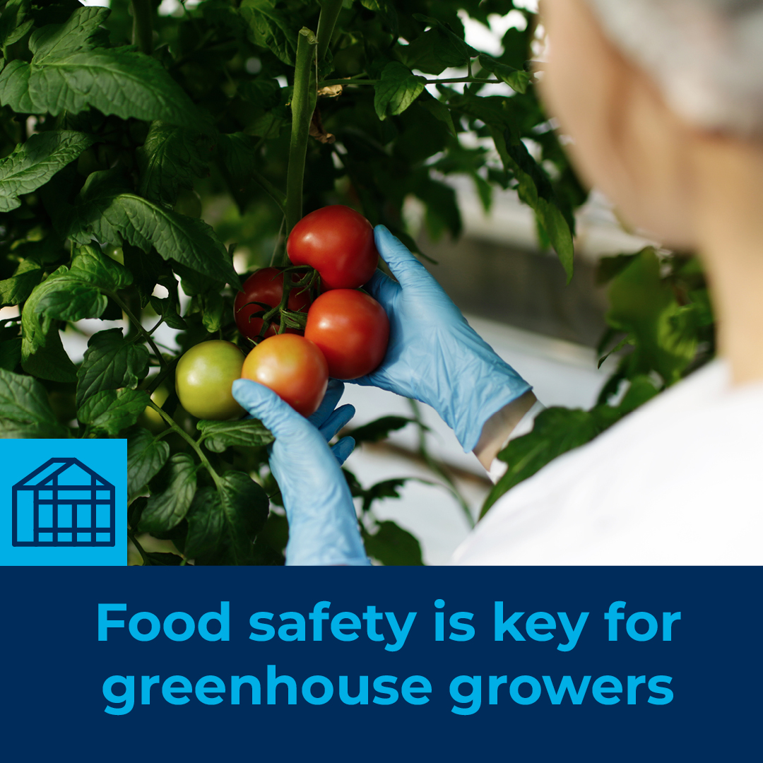 PaskalSolutions's tweet image. #Foodsafety is key for #greenhouse growers. For that reason, Paskal uses raw materials that comply with #FDA regulations 21 CFR 177.1520 for Substances for Use as Basic Components of Single &amp;amp; Repeated Use Food Contact Surfaces, or 21 CFR 178.3297 for Indirect food additives.