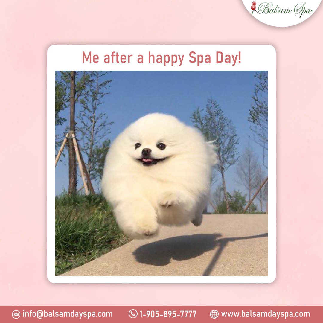 BalsamDaySpa's tweet image. When your spa day is so good, you can&apos;t stop smiling!✨
Book an Appointment today and feel relaxed and rejuvenated.
#balsamspa #spameme #spatip #spatips #spatime #newmarketspas #newmarketsalon #skincare #treatment #clearskin #faceglowing #glowingskin #faceglow #beautifulskin