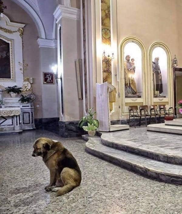 Dalbodog's tweet photo. In Italy, a heartbroken dog whose owner died two months ago has been going to the church where the funeral ceremony took place all this time.
The owner of a German shepherd named Tommy was 57-year-old Maria Margarita Loci, according to The Daily Mail.
After Maria found the little dog in the field, he became her best friend for the next 7 years. Due to the fact that the woman did not have close friends, she asked the priest for permission to go to church with Tommy.
After the death of his mistress, the dog immediately runs to the church as soon as he hears the bells announcing the beginning of the service. According to witnesses, the dog is still waiting for Mary to return from the church with him.
"He still comes to Mass even after Mary's funeral. He patiently waits next to the altar and just sits there quietly. None of the parishioners ever complained about the presence of Tommy," said priest Donato Panna.