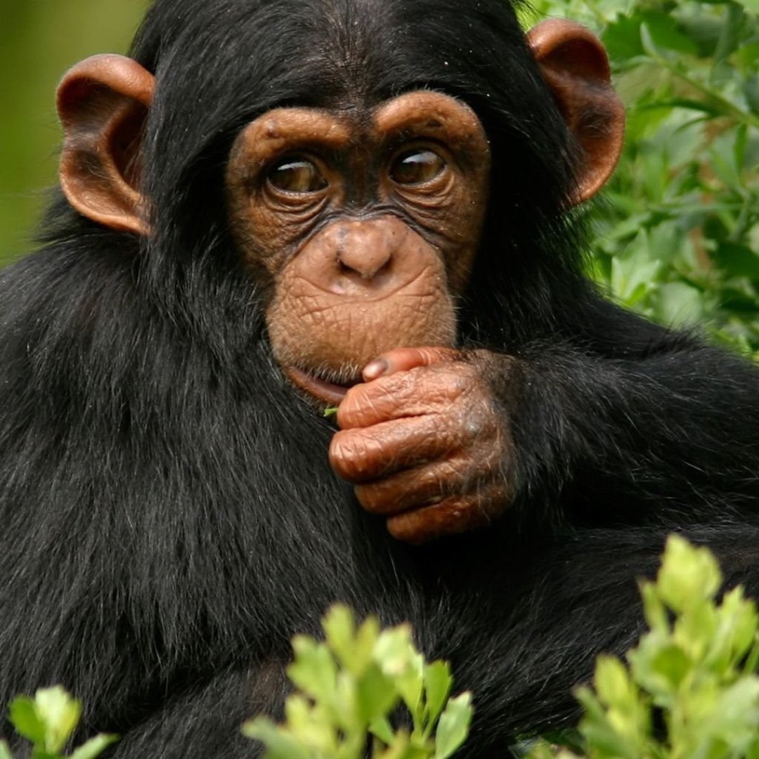Chimpanzee habituation is the process of training a number of wildlife species in this case being the endangered chimpanzees to get accustomed to human presence.

visit us @ gorillatrips.net/rwanda-tours-a…

Call: +256-775-564060

info@gorillatrips.net

#chimpanzee #habituation #Rwanda