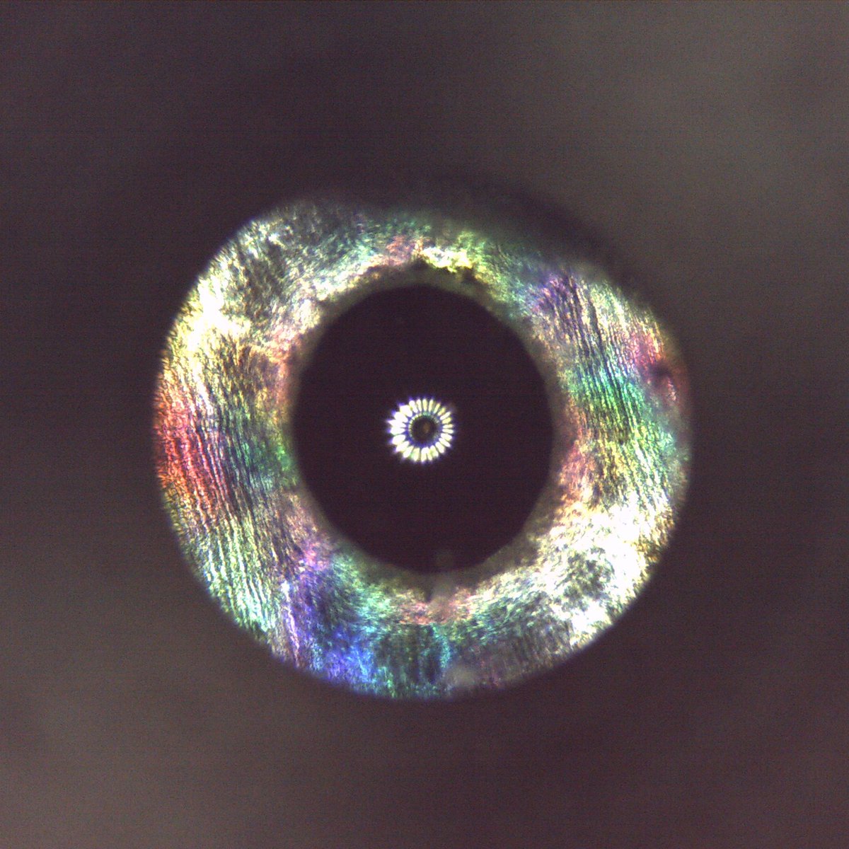 Prof Jodie Bradby tweet media