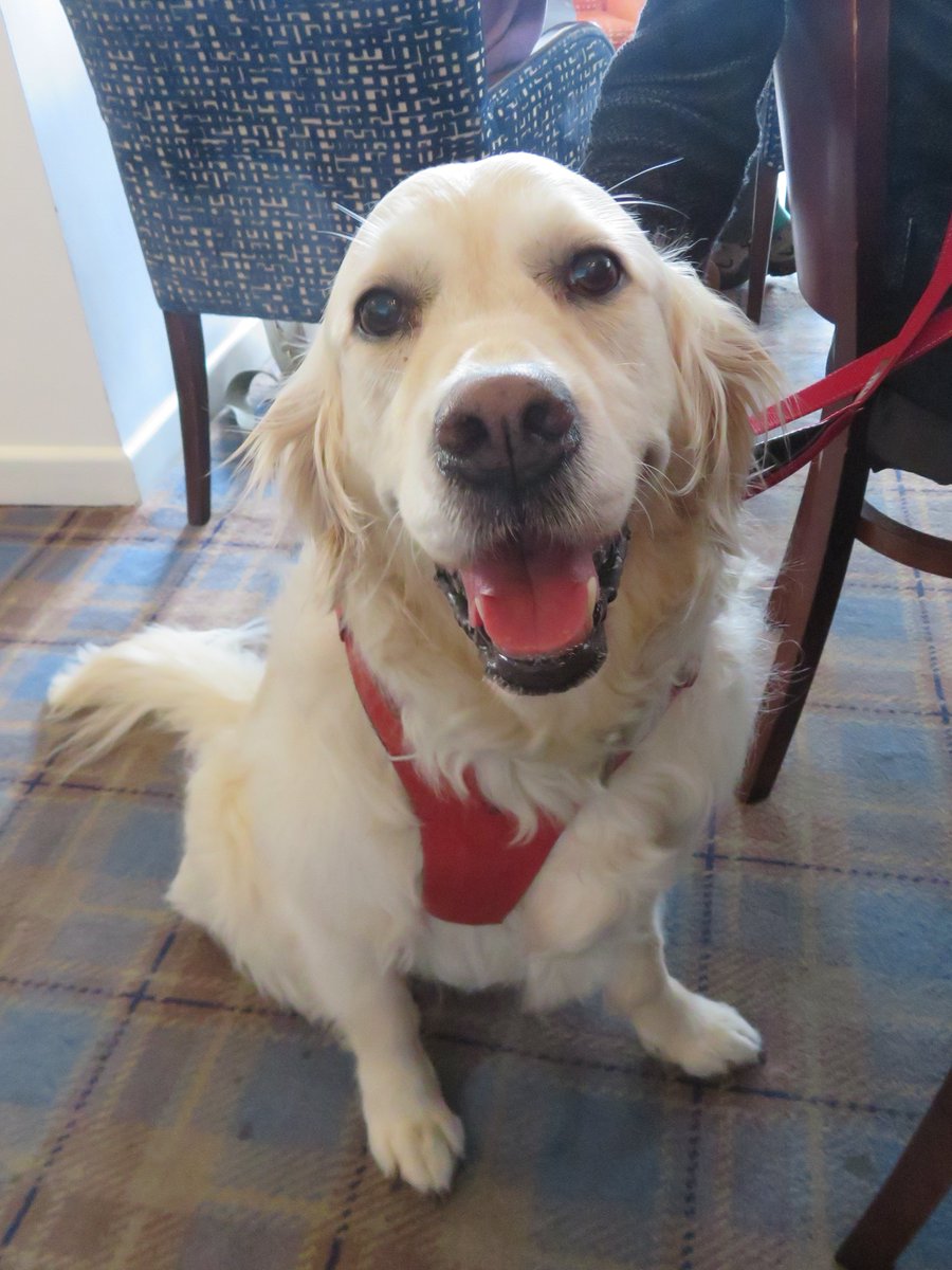CornDollyXx56's tweet photo. Something else I love about being in Devon is the restaurants the family go to. Maybe - just maybe - the waitress will give me a spare sausage 🙏🏼

https://t.co/UVz4UPcba3

#PoppyLovesDevon #ChildrensBook #Devon  #DogsOnTwitter https://t.co/SFU0yw8OBE