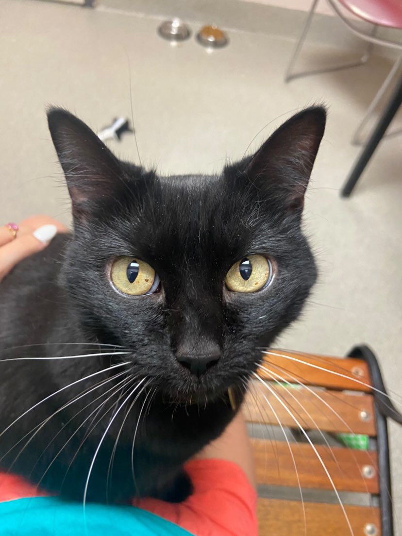 CHAAnimals's tweet photo. Pearl has our Wednesday Wish List!
🐾 Scotch tape
🐾 Nyla Bones
🐾 Paper Towels
Visit https://t.co/y0fZNiSzrw to shop from our online wish lists or drop donations off from 8 am - 8 pm.
#chaanimalshelter #kindcommunity https://t.co/N7fZVL2qWz