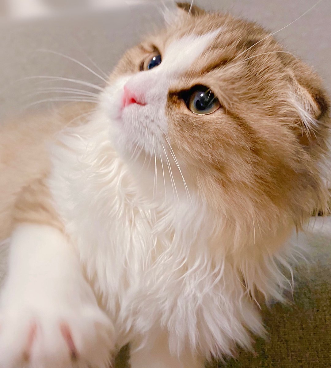 ちゃけねこ ふとっちぃZooにゃんこ みけねこ | リードのおみせ Catail