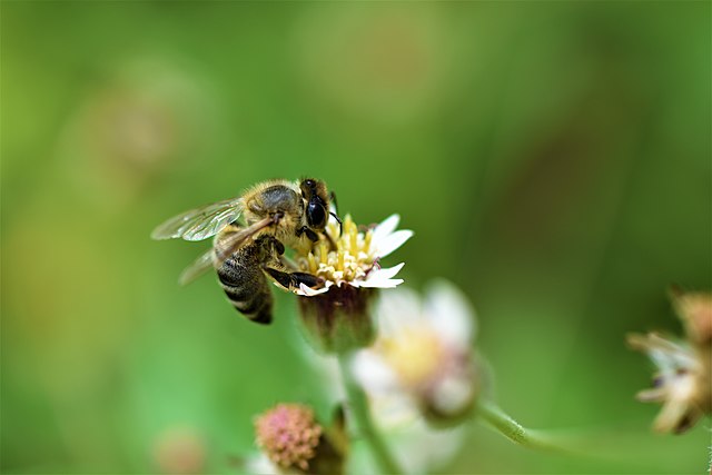 Este jueves, ¡llevamos la universidad a Liébana! Vente a aprender más sobre la vida de las abejas al taller gratuito con 'colmena móvil' (y cata de miel incluida) que hemos organizado en La Casa Sindical de Potes a las 11:30 horas web.unican.es/noticias/Pagin… 🐝 #VeranoUC2023