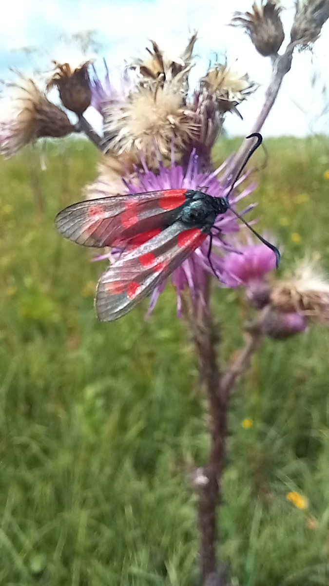 Dit geeft maar weer aan hoe belangrijk verschillende bloeiende distelsoorten in deze periode zijn als nectarbron voor vlinders. In dit geval een mooie sint jansvlinder. #houtwiel <a href="/staatsbosbeheer/">Staatsbosbeheer</a> noard #fryslân