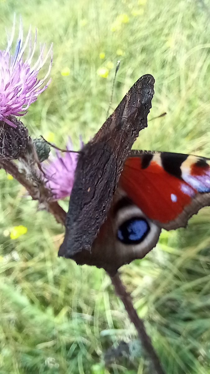 Zoals ook deze schitterende dagpauwoog ... donker van onder en schitterend opvallend van boven.