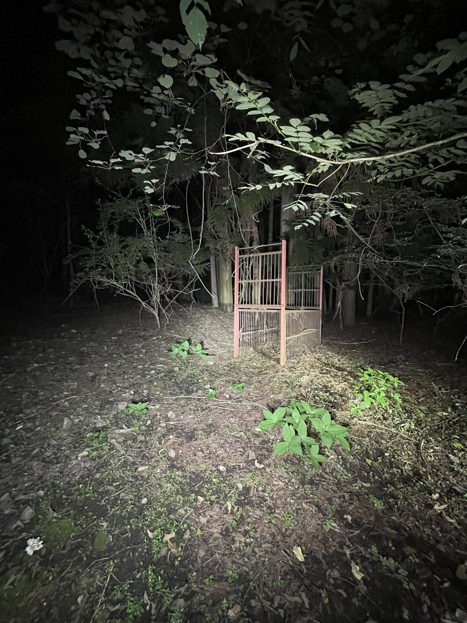 クマ猫と廃墟 hqdefault.jpg