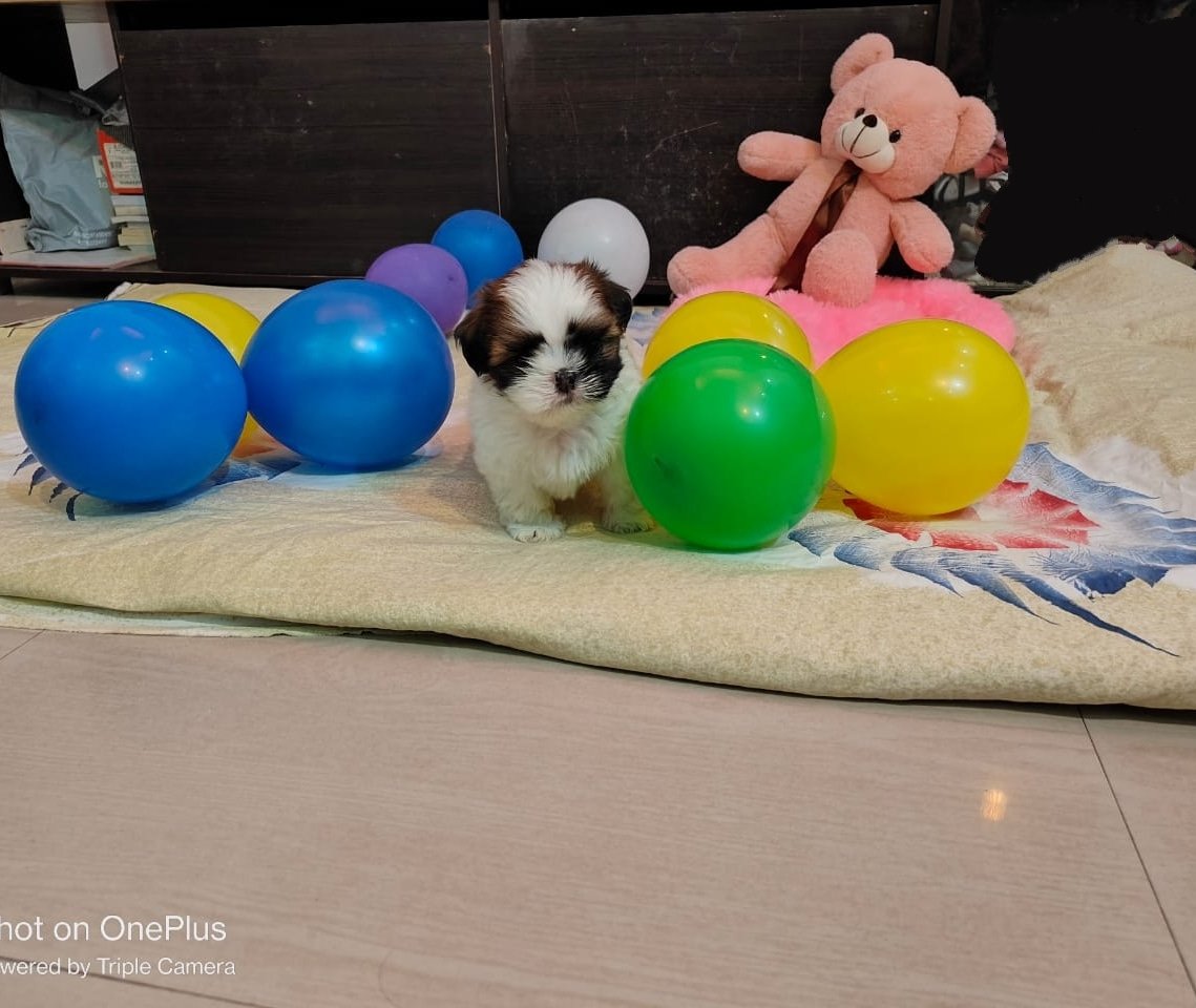 ShitzuJaxy's tweet photo. #jaxy
#Shitzu
#puppylove
#Puppy
@shitzucoin https://t.co/luDyNggv0X