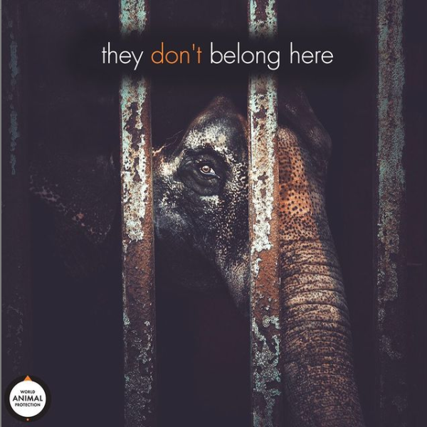 MoveTheWorldIN's tweet photo. Be kind to animals! They should not be put into captivity. Take the pledge to say no to elephant rides & support our campaign.
Act Now: https://t.co/ZLhDYUkWzc
#EndElephantRides #NotEntertainers #NoPrideInElephantRide #AmerFort #elephantcamp #INDIA #elephantsantuary #conservation https://t.co/NbSw5QEFOh