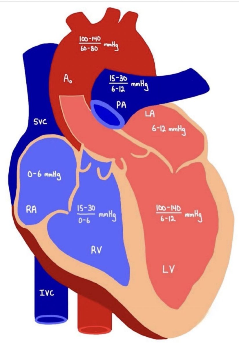 🫀Intracardiac Pressures

🔵Rt Atrium
0-8 mmHg

🔴Rt Ventricle
15-30/0-8 mmHg

🟢Lt Atrium
8-12/4-12 mmHg

❤️Lt Ventricle
100-140/4-12 mmHg

🫁Pulmonary Artery
15-30/4-12 mmHg (Mean:9-18 mmHg)

⭕️Aorta
100-140/60-90 mmHg (Mean:70-105 mmHg)