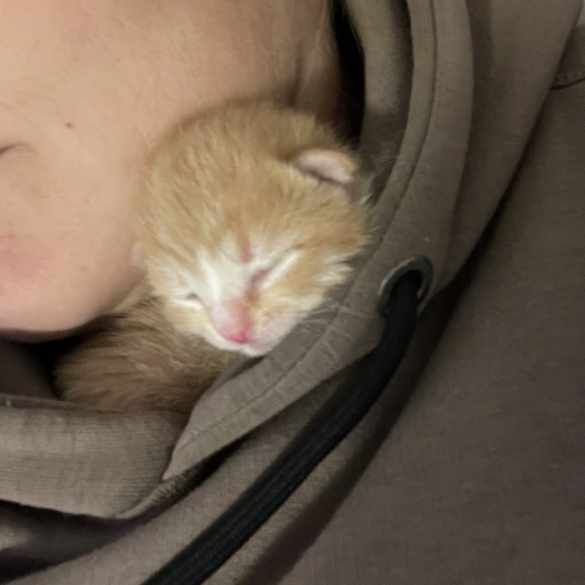 Nanoq82's tweet photo. Big Red är nöjd med extra närhet. 😍 https://t.co/2biVFyEhdh