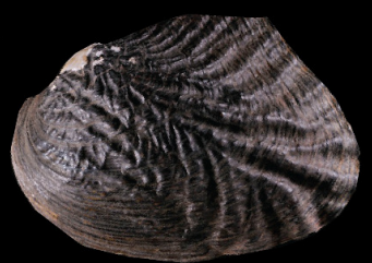 Bryan Carstens (@bryanccarstens) on Twitter photo <a href="/systbiol/">Society of Systematic Biologists</a> The Bulletin of the SSB is thrilled to announce the publication of a paper by Sakina Neemuchwala and colleagues about the evolution of parasitic life histories in the freshwater mussel tribe Quadrulini: doi.org/10.18061/bssb.… <a href="/systbiol/">Society of Systematic Biologists</a> The Bulletin of the SSB is thrilled to announce the publication of a paper by Sakina Neemuchwala and colleagues about the evolution of parasitic life histories in the freshwater mussel tribe Quadrulini: doi.org/10.18061/bssb.…