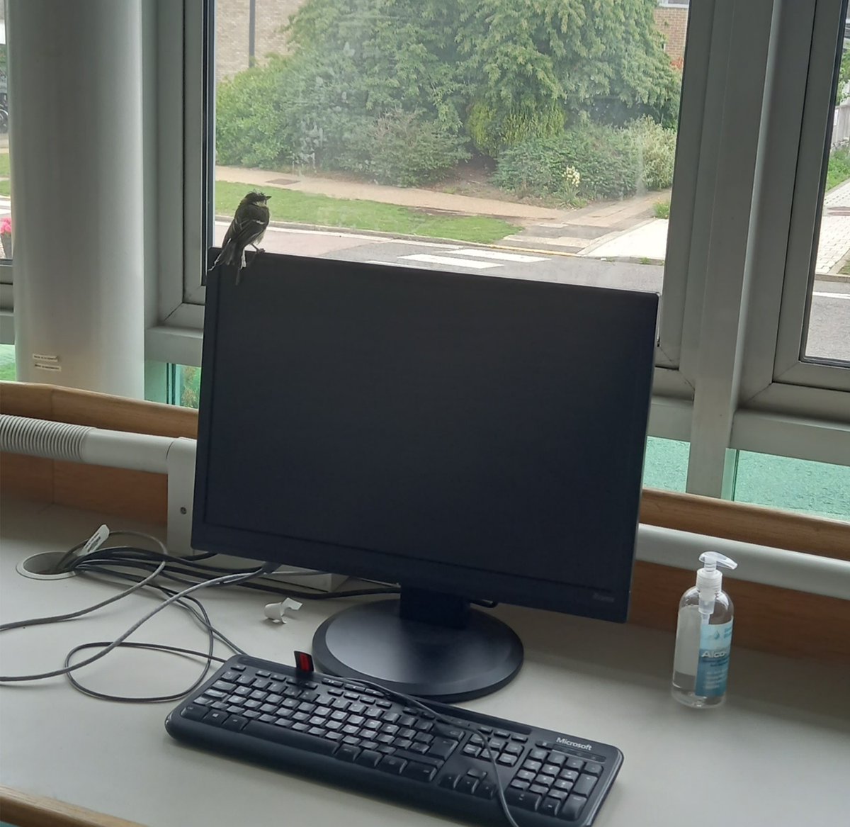 Anne Edwards (@annieedwardsjic) on Twitter photo Tweeting? A young great tit paid a flying visit to <a href="/JohnInnesCentre/">John Innes Centre</a> library this morning. Tweeting? A young great tit paid a flying visit to <a href="/JohnInnesCentre/">John Innes Centre</a> library this morning.
