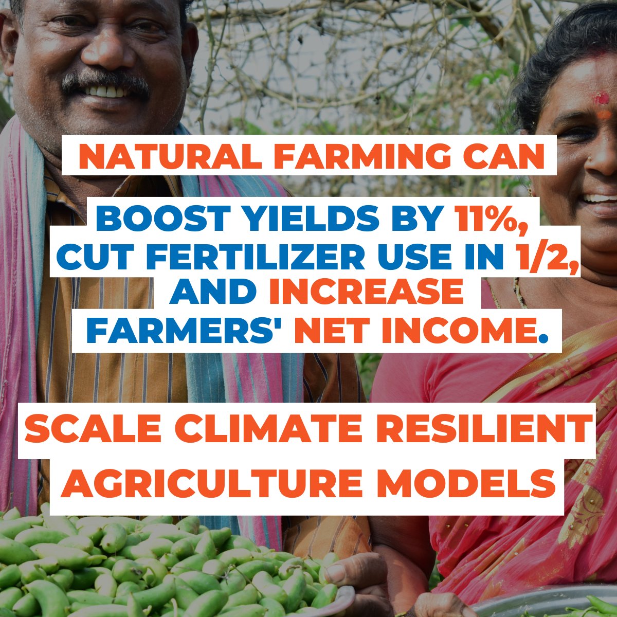 futureoffoodorg's tweet photo. 🚨New research shows natural farming can boost yields and cut fertilizer use in 1/2!

In the wake of food and fertilizer price spikes, our new research with @GistImpact findings is timely for countries striving to secure their food supply.

More: https://t.co/QFRnBrbwxO @APZBNF