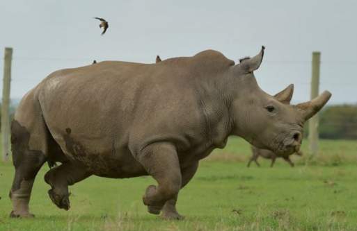 BBCAfrica's tweet photo. Only two northern white rhinos remain in the world. To save them from extinction, a team in Kenya has managed to create five new embryos, bringing the total to 29 over the last four years. 

🦏 Read more about the race to save the northern white rhino:

https://t.co/p3zuoR68bH https://t.co/RvxqoMjvbD