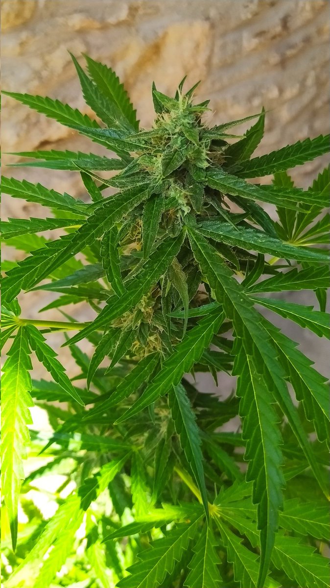 StephandjoG's tweet photo. Titan F1 from @royalqueenseeds 
Outdoor. 50 days from seedling. https://t.co/VmjtDFaDIV