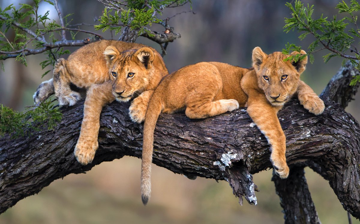 AgencyHelios's tweet photo. 🌍📸 Traveling to Uganda with Helios Travel Agency📸🌍
🦒🦓🌳 Embark on a Safari Adventure in Uganda with Helios Travel Agency! 🦓🦒
📍 Destination: Uganda 🇺🇬
📆 Dates: Your choice! 🗓️
🔥 Best Price Guaranteed! 💸
✨ Experience the Magic of Uganda with Helios Travel Agency ✨ https://t.co/2E4CwIecW8