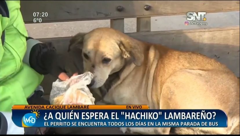 RT para que llegue a una familia de buen corazón.

"Hachiko" de Lambaré busca un hogar.

Lo pueden encontrar en la parada de buses que se ubica en la plaza frente a la Iglesia Virgen del Rosario, sobre la Avda. Cacique Lambaré.
