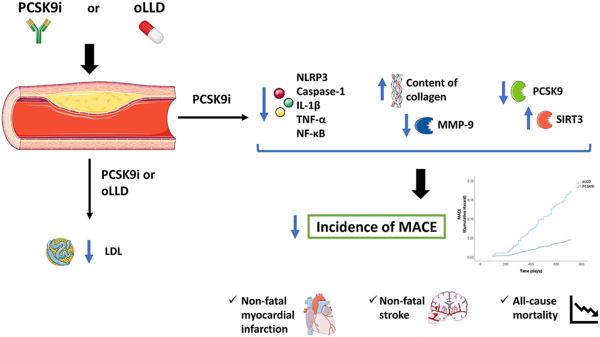 • #PCSK9i monotherapy is associated w/ a ⬇️ incidence of a composite of MI, stroke &amp; 💀
• The expression of inflamm proteins within the plaque is associated w/ the incidence of #MI, stroke, &amp; 💀
🔗 atherosclerosis-journal.com/article/S0021-…
<a href="/CelestinoSardu/">Celestino Sardu</a> <a href="/P_Paolisso/">Pasquale Paolisso</a> <a href="/arturocesaro/">Arturo Cesaro</a> <a href="/society_eas/">European Atherosclerosis Society</a>