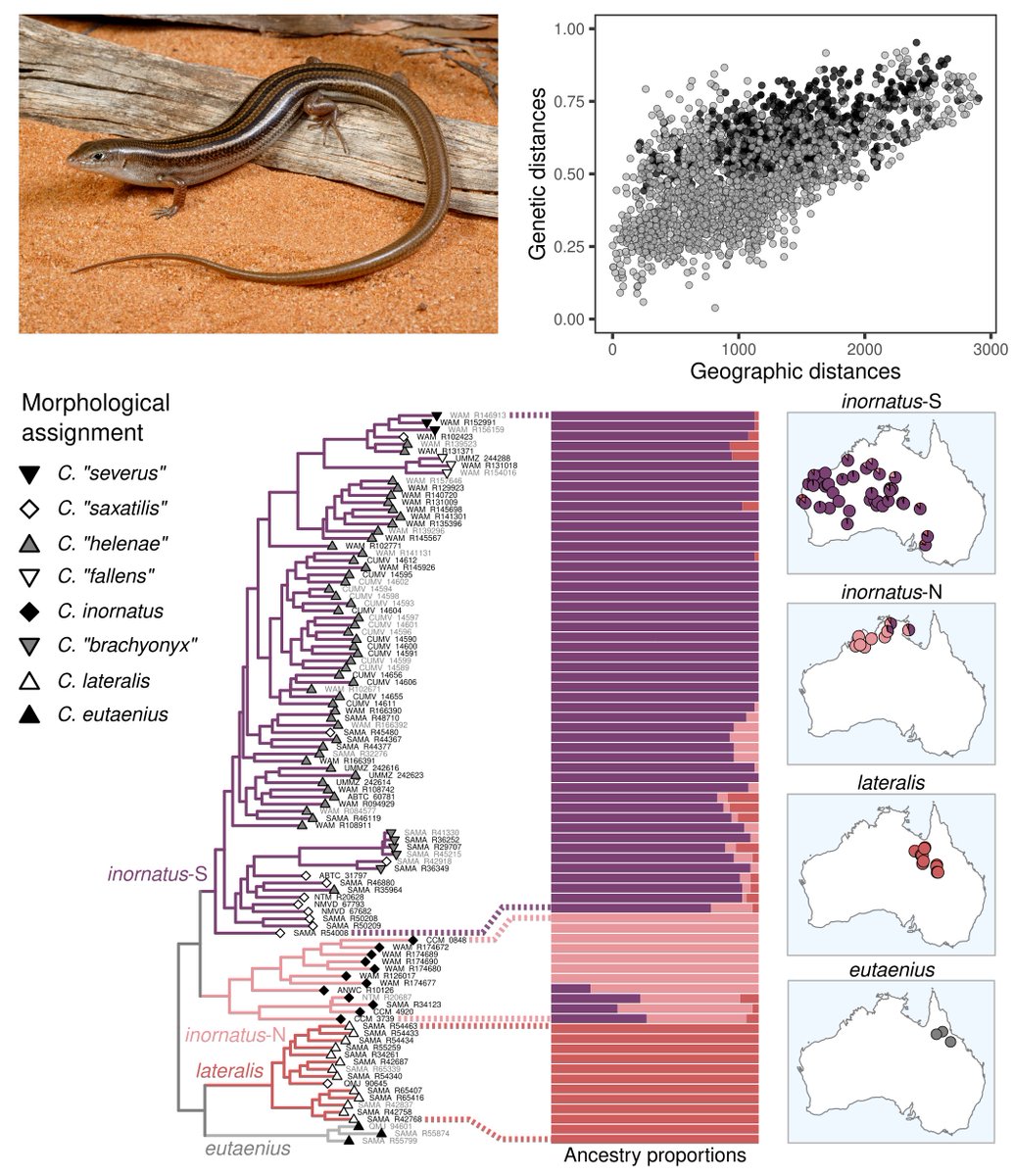 Our new paper is out in Molecular Ecology! 'Notes from the taxonomic disaster zone: Evolutionary drivers of intractable species boundaries in an Australian lizard clade (Scincidae: Ctenotus)'. Fun collaboration with tweep @dan_rabosky. Find PDF copy at ivanprates.org/publications.