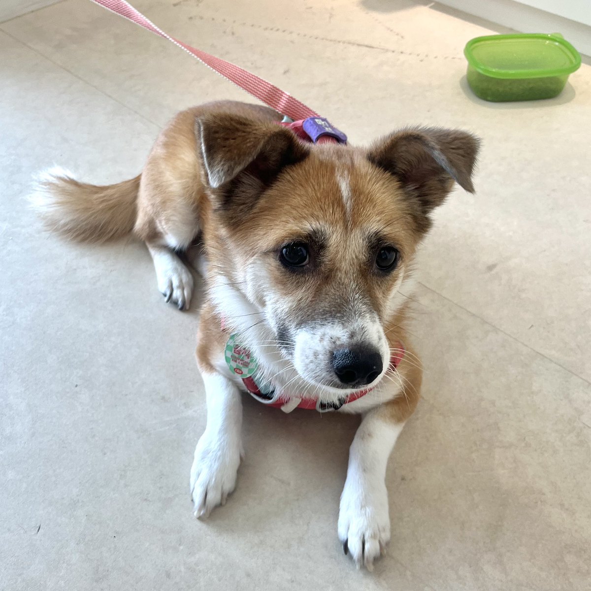 누가 울곰쥐 4시40분이래
이렇게 똘망한디!