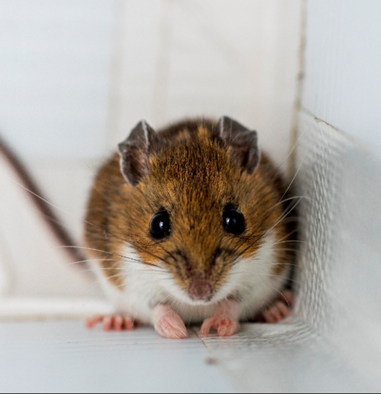 AlessioMortell2's tweet image. Do #animalpersonality of #smallmammals differ across species? are some species bolder than others? come learn about the behavioral structure of mammalian communities #IMC13  today in Tikahtnu A at 11:30, I will present the results of a 7 year investigation @MammalMeetings