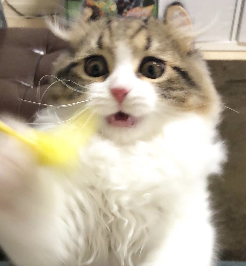 daruma_pitomaru's tweet photo. 絶対ボクの物にするっ！
#猫変顔グランプリ https://t.co/hiAMAcgT0t