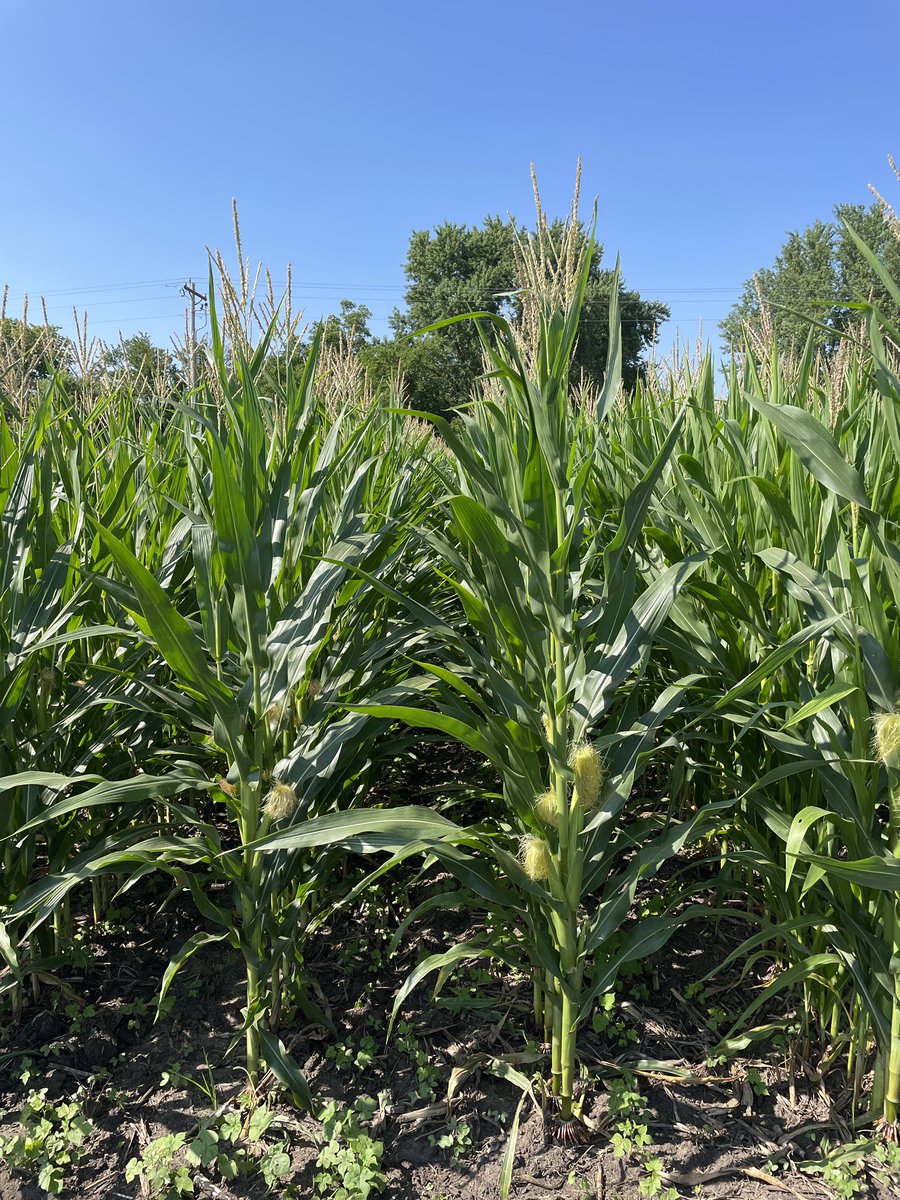 25+ years of continuous 🌽 in IA State Research plots and Western &amp; Northern Corn Rootworm in full swing…yikes!
Left = UT  
Right = SmartStax + in-furrow Insecticide