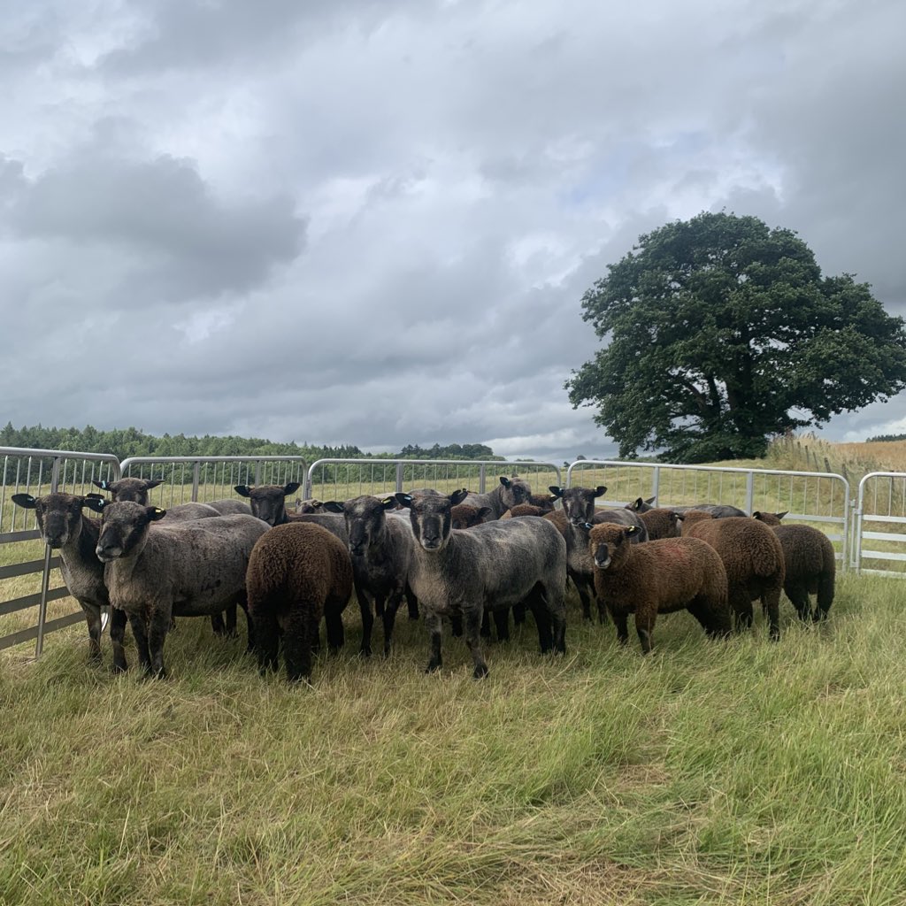 I have a selection of homebred Coloured Ryeland ewe lambs and ram lambs available 👀🏡  pm me for info 🐑