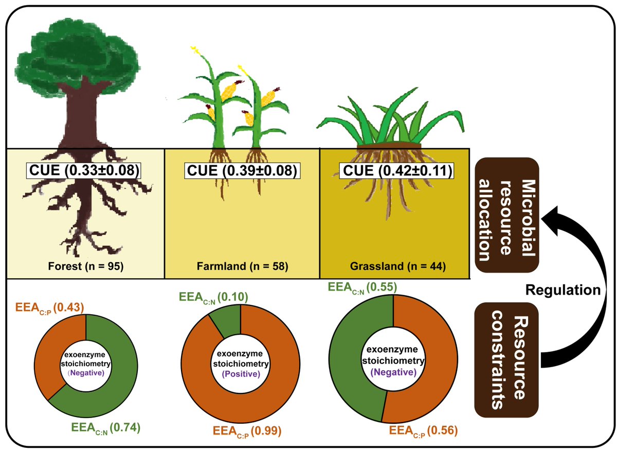 || NEW RESEARCH ||
Microbial carbon use efficiency in different ecosystems: A meta‐analysis based on a biogeochemical equilibrium model 

📃 buff.ly/3XYDkD2