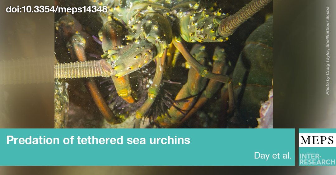 MEPS_IR's tweet photo. Macroalgal habitats are thought to buffer against #urchin grazing due to abundant predators. We tethered 96 urchins in macroalgal &amp; barrens-mosaic habitats (NSW coast) &amp; found no effect of #macroalgal cover, as #predators were abundant in both habitats
https://t.co/TBu90eq8oO https://t.co/uOfWBQVm6b