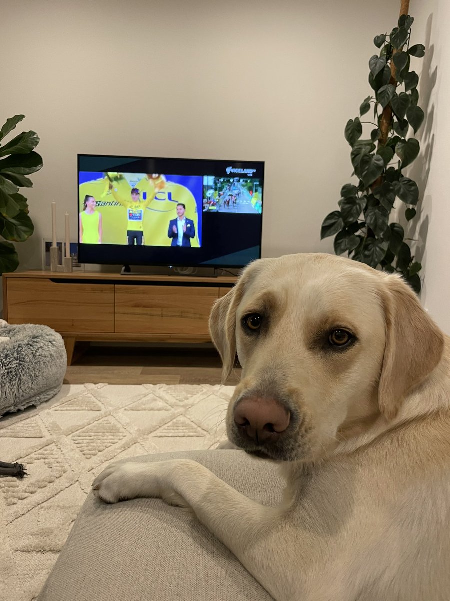 Bobbi the #TourDog on the #CouchPeloton. Not many stages left to get a gig on the <a href="/SBSSportau/">SBS Sport</a> #sbsTdF coverage!
