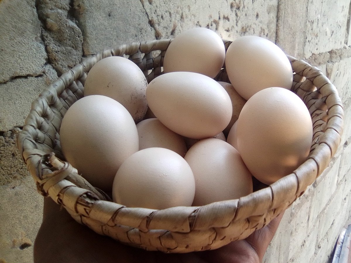 Empire of Guanduania ☮️ tweet media