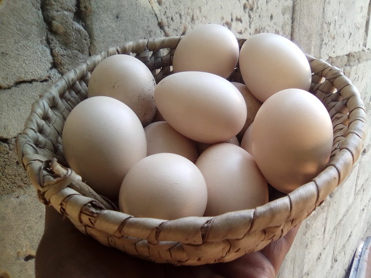 Empire of Guanduania ☮️ tweet media